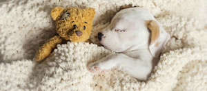  puppies sleeping with stuffed animals