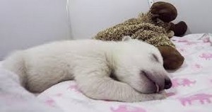  子犬 sleeping with stuffed 動物