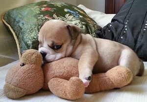  子犬 sleeping with stuffed 動物