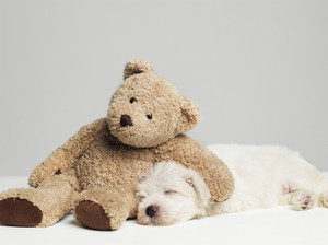  anak anjing sleeping with stuffed binatang