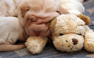  강아지 sleeping with stuffed 동물