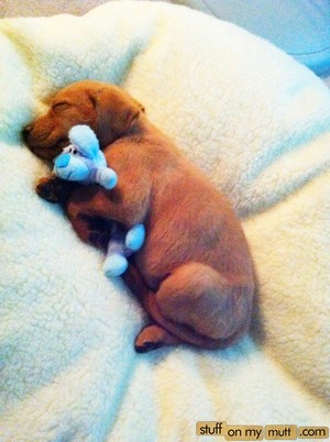  Cuccioli sleeping with stuffed animali