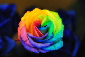  arcobaleno rose