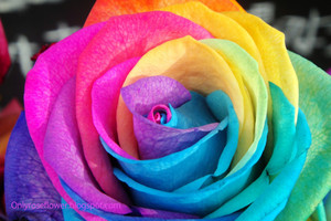 rainbow roses