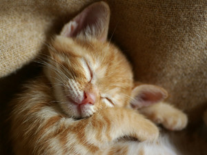  sleeping kittens