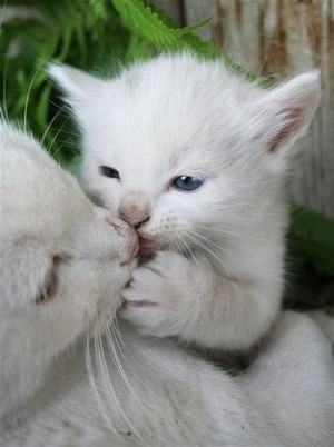  sweet kitty kisses