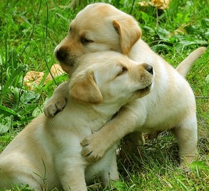  sweet 子犬 hugs