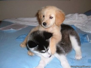  sweet کتے hugs