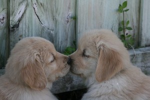  sweet puppy kisses