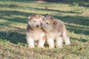  sweet cachorro, filhote de cachorro kisses