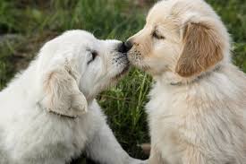  sweet 子犬 kisses