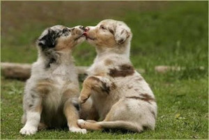  sweet cucciolo kisses