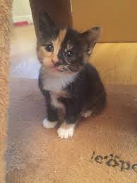  tortie chatons