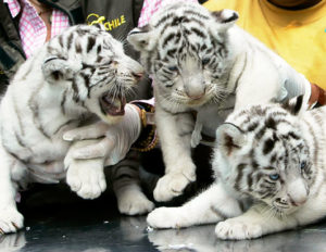  white tiger cubs