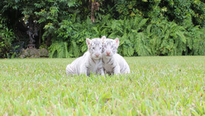  white mga tigre