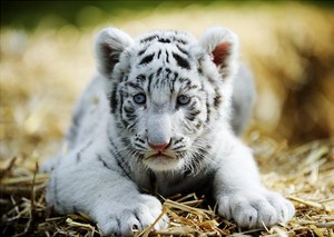  white बाघों