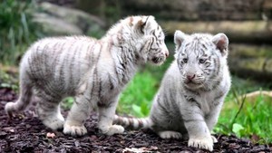  white tigres
