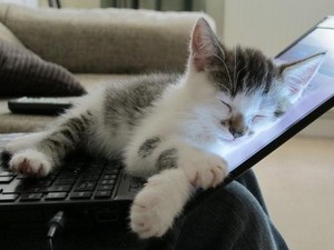  Catnapping