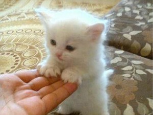  Cute Little Kitten 