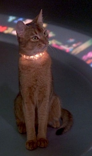  1978 Film, The Cat From Outer el espacio