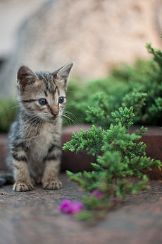 Cute Little Kitten 