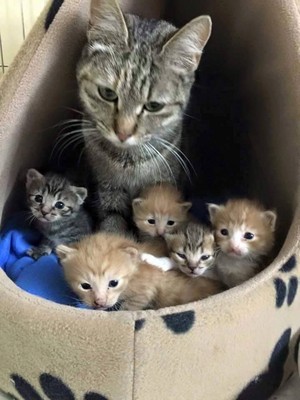 Cat And Her बिल्ली के बच्चे