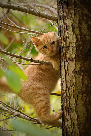 Kitten In A Tree