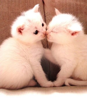  Affectionate Kitties