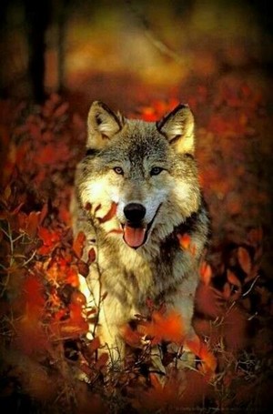 Autumn Wolves