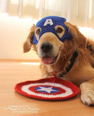 Captain America The First Dog Avenger