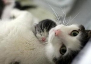  Cat And Her Kitten