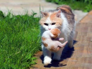 Cat And Her Kitten