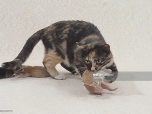 Cat And Her Kitten