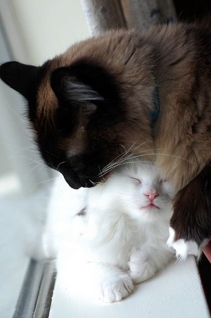  Cat And Kitten