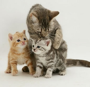  Cat And Kittens