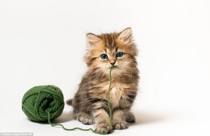  Cat Playing With Yarn