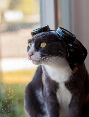  Cat With Goggles