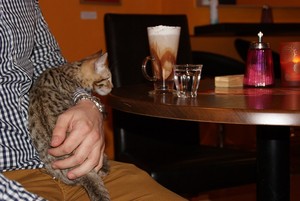  Cup Of 热奶咖啡, 卡布奇诺, 卡布奇诺咖啡 With A Kitten