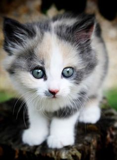  Cute Little Kitten