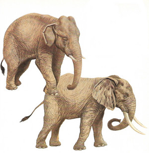 Elefante africano ed elefante asiatico