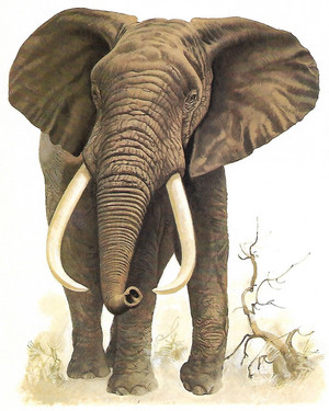  Elefante africano