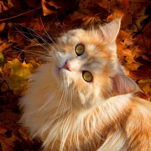  Have A Beautiful Autumn Tamara 🍂