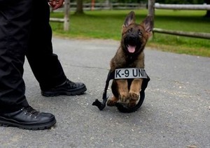  K-9 pups in training