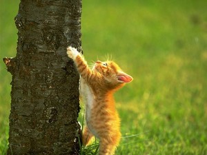  Kitten Climbing A baum