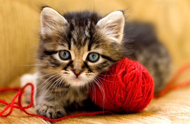 Kitten Playing With Yarn