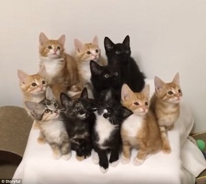  Kittens