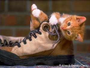  Kitty In A Boot