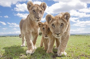  Lion Cubs