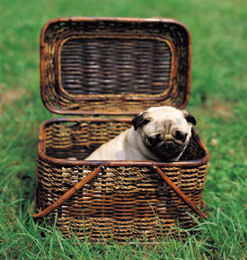 Pug in a basket