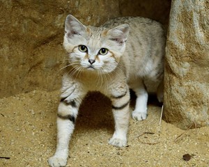  Sand Cat